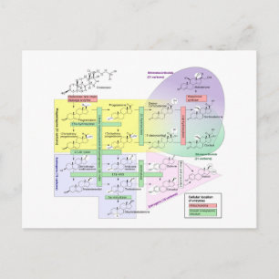 Carte Postale Diagramme de la stéroïdogenèse humaine Biologique