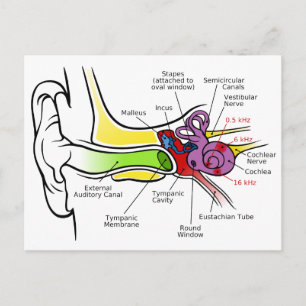 Carte Postale Diagramme de l'oreille humaine avec Cartographie d