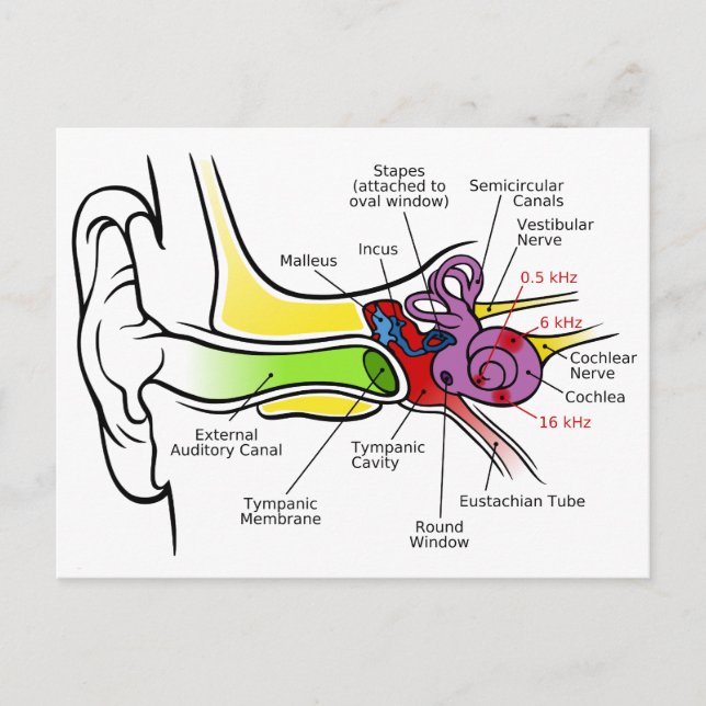 Carte Postale Diagramme de l'oreille humaine avec Cartographie d (Devant)
