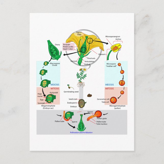 Carte Postale Diagramme du cycle de vie de l'angiosperme Plante  (Devant)