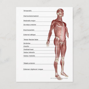 Carte Postale Diagramme du système musculaire