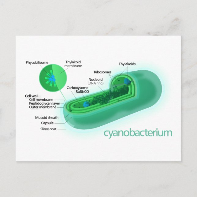 Carte Postale Diagramme d'une cellule typique de cyanobactérie (Devant)