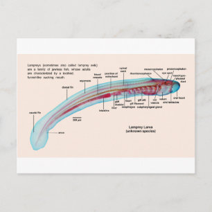 Carte Postale Diagramme d'une espèce de lamproie marine Larva
