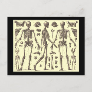 Carte Postale Diagrammes squelettes vintages