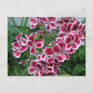 Carte Postale Dianthus