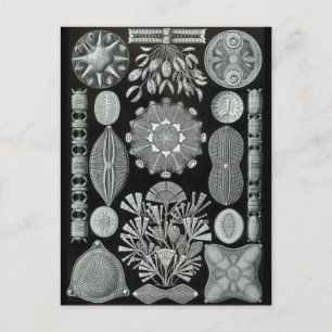 Carte Postale Diatomées