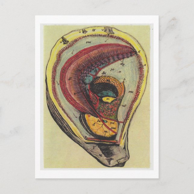 Carte Postale Dibble_Artworks_140_Oysters (Devant)