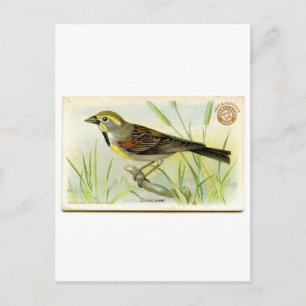 Carte Postale Dickcissel