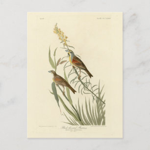 Carte Postale Dickcissel de Audubon's Birds of America