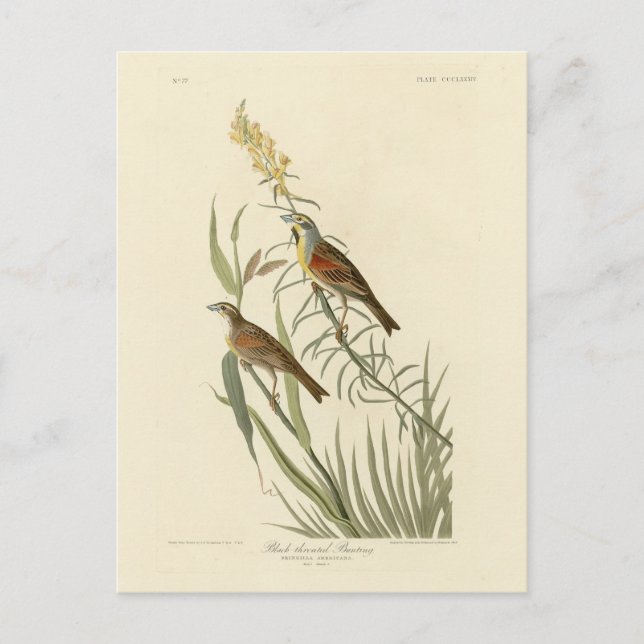 Carte Postale Dickcissel de Audubon's Birds of America (Devant)