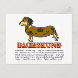 Carte Postale Dictionnaire Dachshund