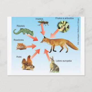 Carte Postale dietaraposa11 schéma didactique régime alimentaire