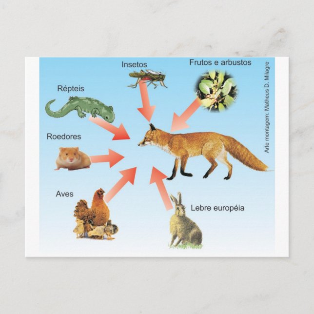 Carte Postale dietaraposa11 schéma didactique régime alimentaire (Devant)