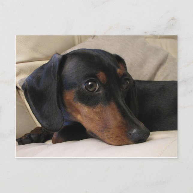 Carte Postale Digger le Dachshund (Devant)