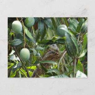Carte postale d'Iguana dans l'arbre Mango