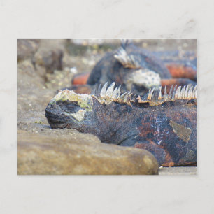 carte postale d'iguane des Galapagos endormi