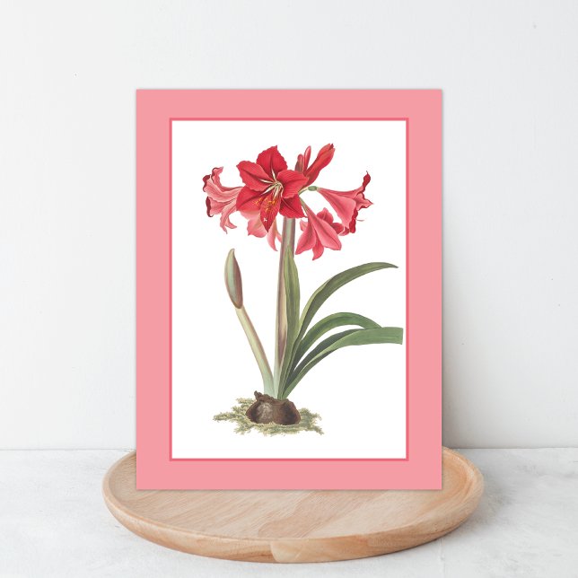 Carte postale d'illustration botanique d'Amaryllis (Créateur téléchargé)
