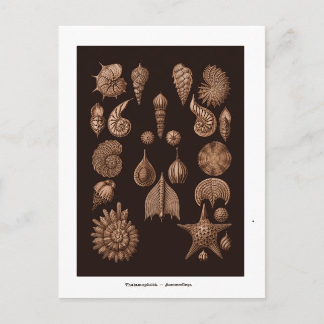 Carte postale d'illustration de la vie marine vint (Devant)