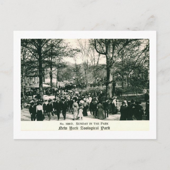 Carte Postale Dimanche au Bronx Zoo Vintage (Devant)