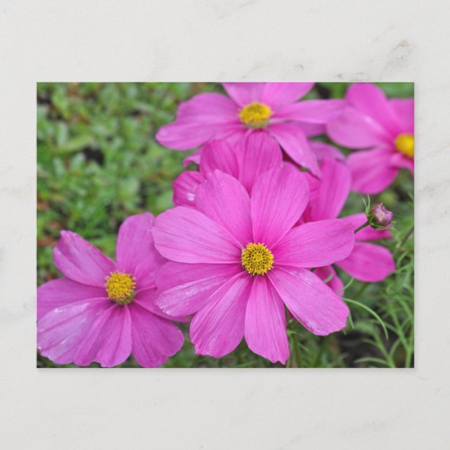 Carte postale d'impression de fleur cosmos rose (Devant)