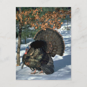 Carte Postale dinde sauvage de l'Est, grand gobbler en pleine st