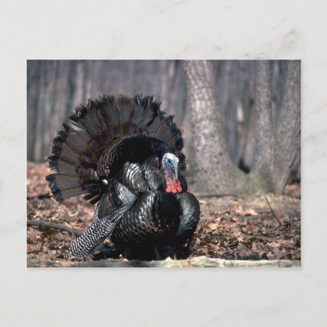 Carte Postale Dindons sauvages de l'Est poussant dans les bois (Devant)