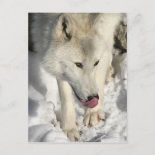Carte Postale Diner Heure Arctic Wolf