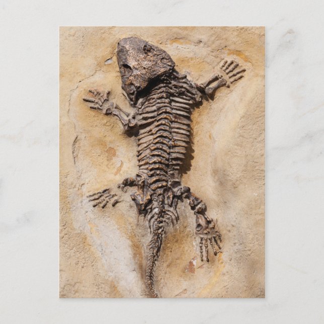 Carte Postale Dinosaure Fossil (Devant)