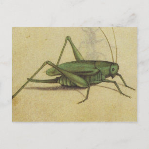 Carte postale d'insectes de cricket vintage