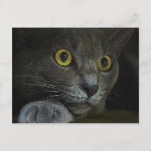 Carte postale d'intensité