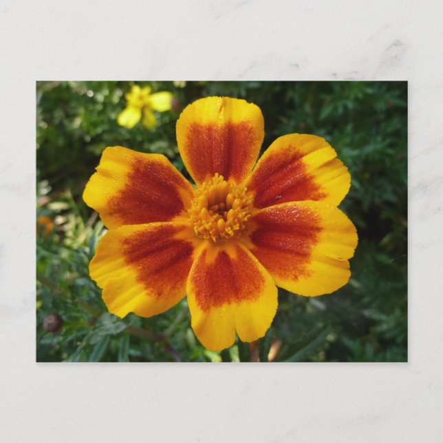Carte Postale Disco Marigold Orange et Rouge Fleur d'été (Devant)