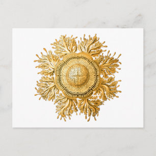 Carte Postale Discomedusae