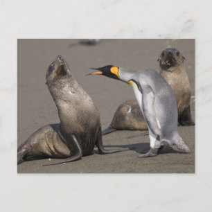 Carte Postale Discours de pingouin   Antarctique, île de Géorgie