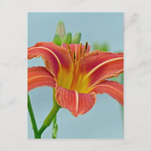 Carte Postale Ditch Lily
