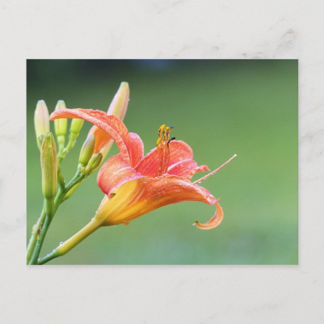 Carte Postale Ditch Lily (Devant)