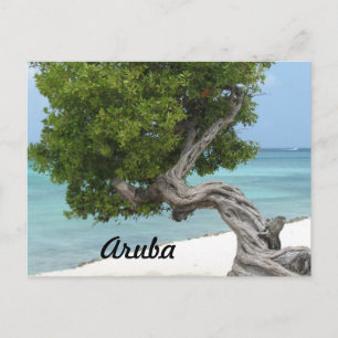 Carte Postale Divi Divi Tree in Aruba