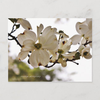 Carte postale Divine Dogwood Spring