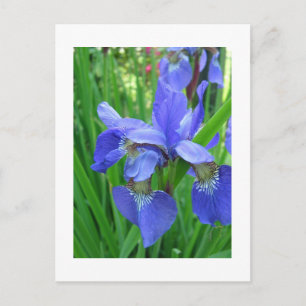 Carte Postale DIY, Créez votre propre, ajoutez votre image ou te