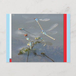 Carte postale DIY de demoiselles aux yeux rouges