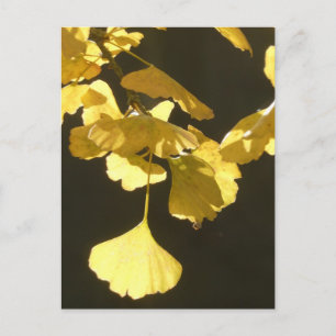 Carte postale DIY Ginkgo Feuilles d'automne ensole