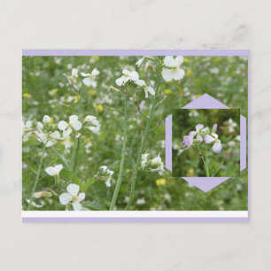 Carte postale DIY Mayflowers
