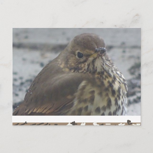 Carte postale do-it-yourself (Devant)