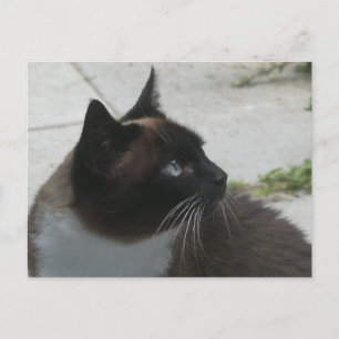 Carte postale do-it-yourself Chat Siamese