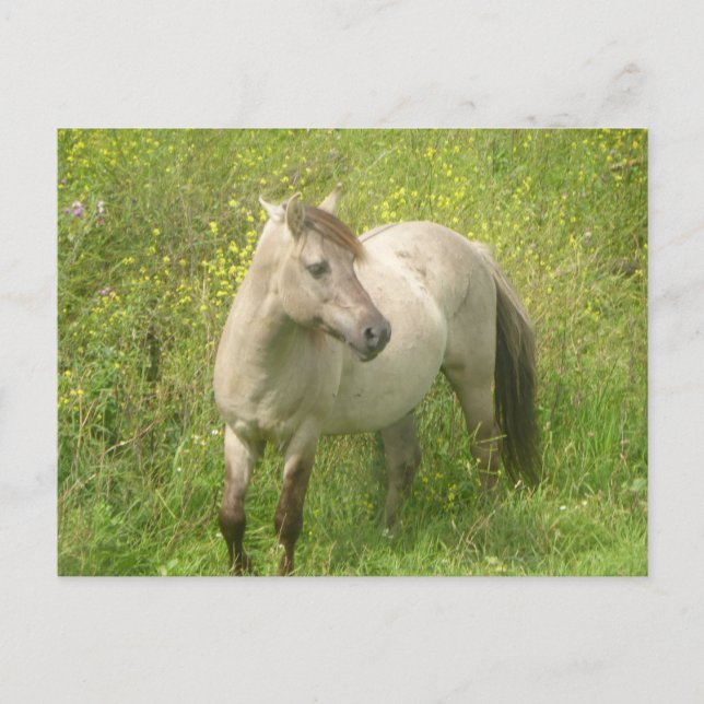 Carte postale do-it-yourself Cheval sauvage (Devant)