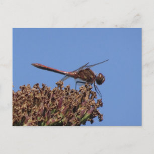 Carte postale do-it-yourself Dragonfly rouge
