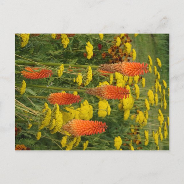 Carte postale do-it-yourself Fleur orange Kniphofi (Devant)