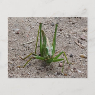 Carte postale DO-IT-YOURSELF Grasshopper Vert