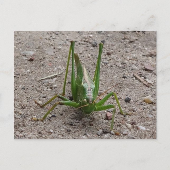 Carte postale do-it-yourself Grasshopper Vert (Devant)