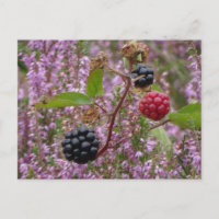 Carte postale do-it-yourself Heure & Blackberry