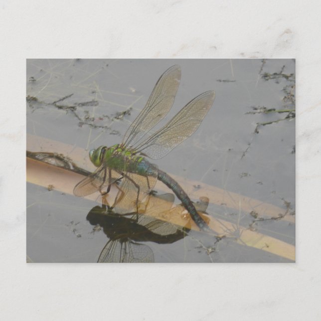 Carte postale do-it-yourself libellule bleu-vert (Devant)